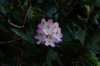 Rosebay Rhododendron 1.JPG
