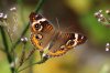 Common Buckeye Butterfly (Junonia coenia Hubner) 7-15-2017 6 resized.JPG