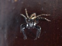 Small jumping spider.JPG