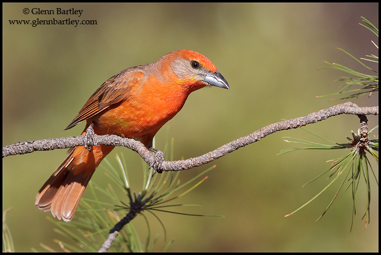 Hepatic Tanager 02 - Canon EF 600mm f/4L IS II