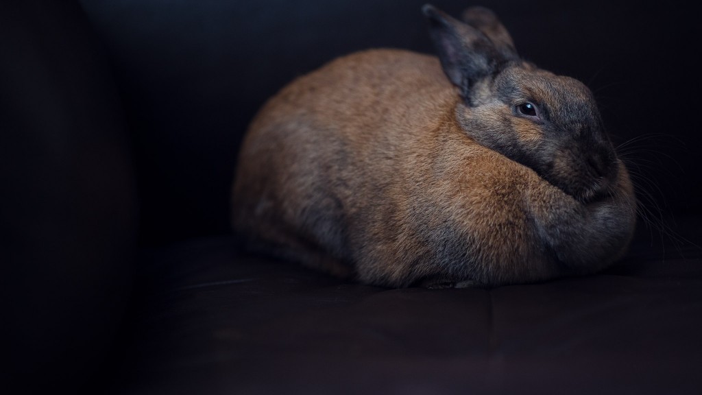 Bunny 1024x576 - Review - Canon EF 135mm f/2L