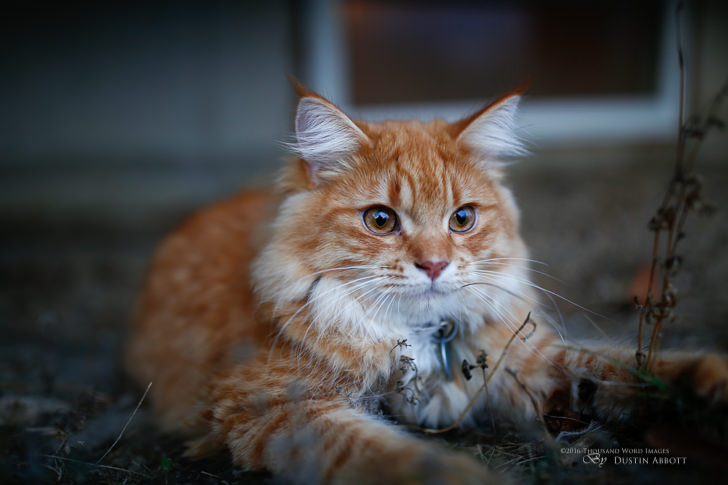 simba - Review: Canon EF 35mm f/1.4L II