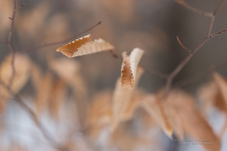 Leaves 728x485 - Review - Zeiss Milvus 85mm f/1.4 T*
