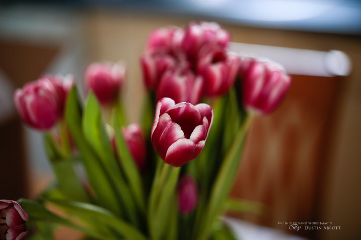 Tulips 728x485 - Review - Zeiss Milvus 85mm f/1.4 T*
