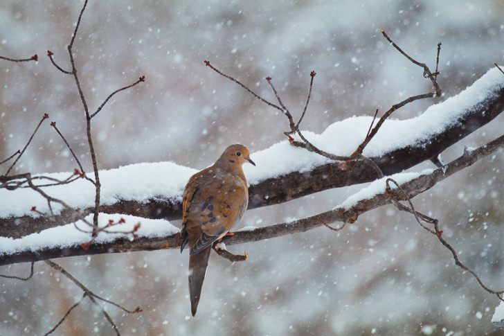 Review - Canon EOS 80D Dove 728x485 - Review - Canon EOS 80D