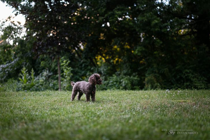 Dog Crops 728x485 - Review - Canon EOS 5DS R