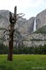 Yosemite (4).jpg