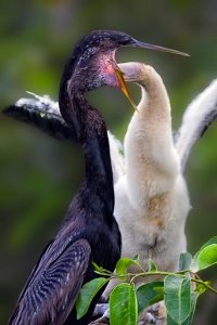 ANHINGA-FEEDING-TIME.jpg