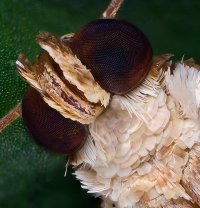 COILED PROBOSCIS.jpg