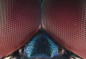 DRAGON-FLY-EYES.jpg