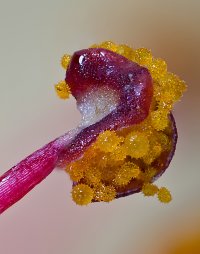 HIBISKUS-POLLEN-POD.jpg