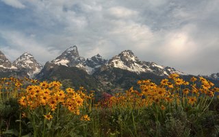 Tetons and Wildflowers.jpg