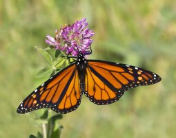 SEPT_2011_09 11 11_0033-raw-800.jpg