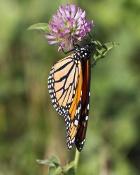 SEPT_2011_09 11 11_0064-raw-FB.jpg