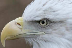 EagleEye.jpg