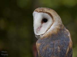 70-300 barn Owl.jpg