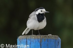 wagtail_2023_01.JPG