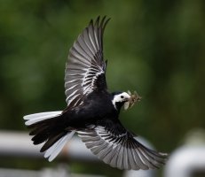 309A6043-DxO_pied_wagtail_flying_with-insects-te.jpeg