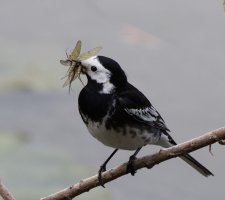309A6122-DxO_pied_wagtail+insects_best.jpg