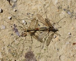 309A4950-DxO_crane_flies_copulating.jpg