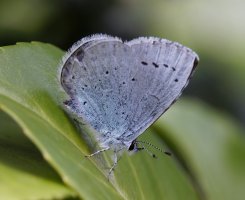 309A5020-DxO_holly-blue-lssm.jpg