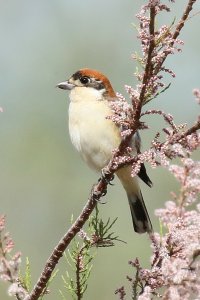 WoodchatShrike_9498.JPG