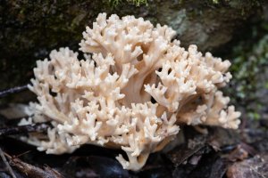 Coral 17052023 (v small).jpg