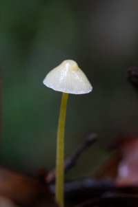 Long tall orange 17052023 (v small).jpg