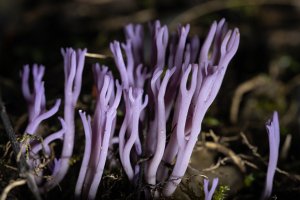 Blue purple group 1 18052023 (v small).jpg