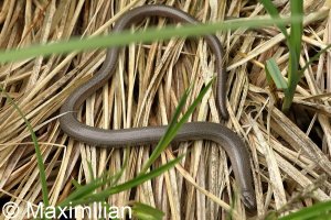 blindworm_2023_01.JPG