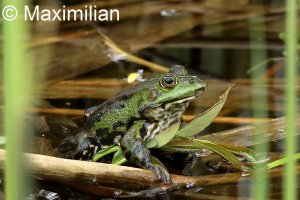 frog_water_2023_02.JPG