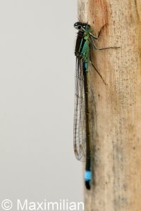 bluetail_2023_04.JPG