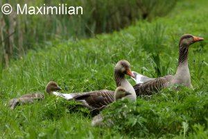 goose_grey_2023_18.JPG