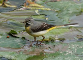 3R3A8418_17-DxO_Grey_Wagtail+insect.jpg