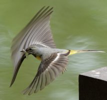 3R3A8427_11-DxO_Grey_Wagtail_rolling_shutter-Sm.jpg