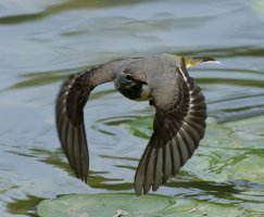 3R3A8431_02-DxO_grey_wagtail_flying_rolling_shutter-lssm.jpg