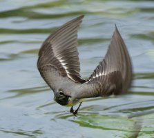 3R3A8431_03-DxO_grey_wagtail_flying_rolling_shutter-lssm.jpg