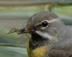 3R3A8418_17-DxO_Grey_Wagtail+insect_crop_iso2000.jpg