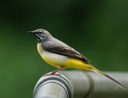 3R3A8432_63-DxO_grey_wagtail_iso_8000.jpg