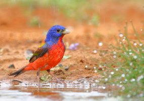 painted bunting__T7A5067.JPG