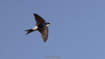 common swift_02.jpg
