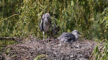 inner city birding.jpg