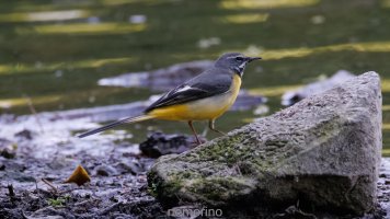 inner city birding_02.jpg