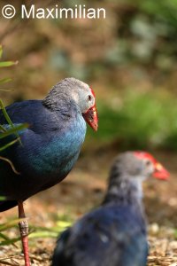 purple_swamphen_2023_01.JPG