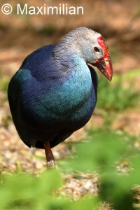 purple_swamphen_2023_02.JPG