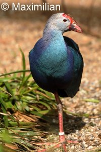 purple_swamphen_2023_03.JPG