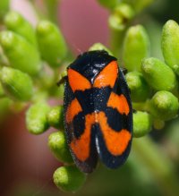3R3A8501-DxO_Common_froghopper.jpg