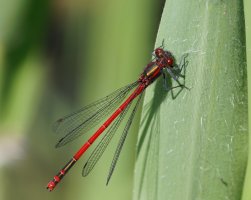 3R3A8542-DxO_large_red_damselfly.jpg