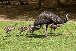 emu _2023_02.JPG