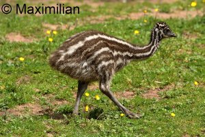 emu _2023_03.JPG